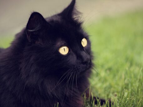 Kucing Anggora - lamera petshop