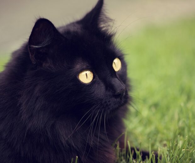 Kucing Anggora - lamera petshop