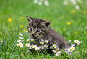 Mengapa Kucing Senang Makan Rumput? Berikut Kata Ahli