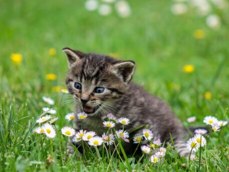 Lamera petshop - kucing makan rumput