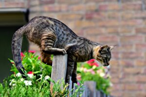 Apa Saja Fungsi Ekor Kucing? Beberapa Tidak Akan Kamu Duga