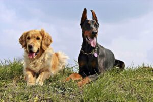Ras Anjing Paling Populer di Dunia, Siap Adopsi?